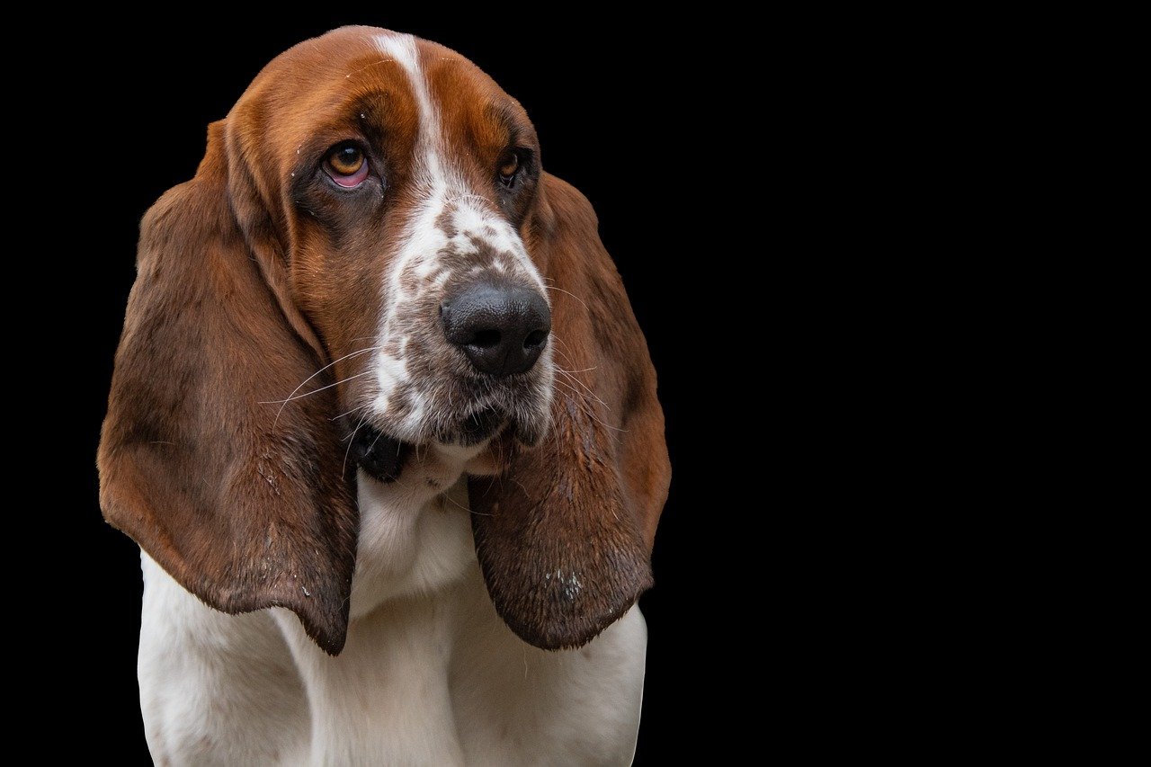 Basset hound – opis, historia i charakter rasy 