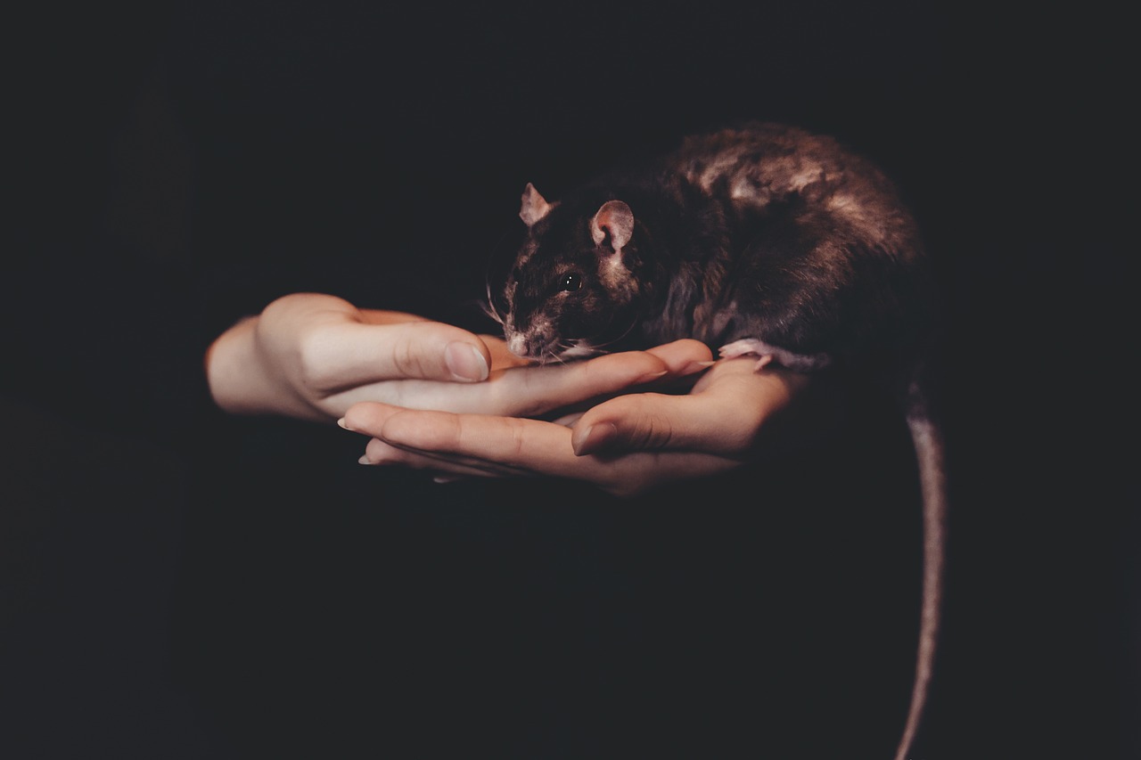 Szczur domowy – podstawowe zasady pielęgnacji 